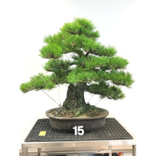 [VENDUTO] Pinus thunbergii [ID15]